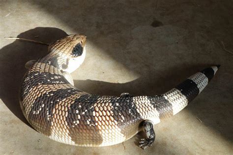 Blue Tongue Skink Subspecies Reptifiles