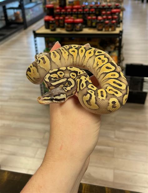 Special Super Pastel Orange Dream Yellow Belly Ball Python By Agocs