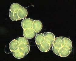 Maybe you would like to learn more about one of these? Pollen - beginning the study of pollen grains under the ...