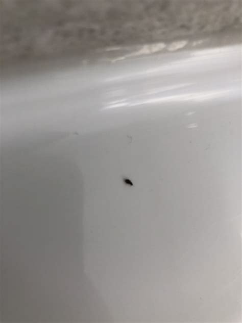 Tiny winged bugs in bathroom. Baltimore County Colorado