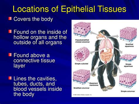 Ppt Epithelial Tissue Powerpoint Presentation Free Download Id9097606