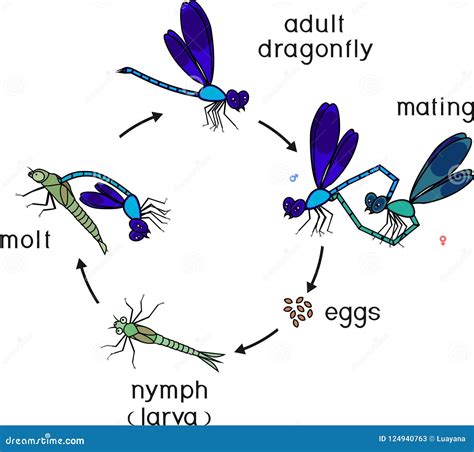 Dragonfly life cycle diagram