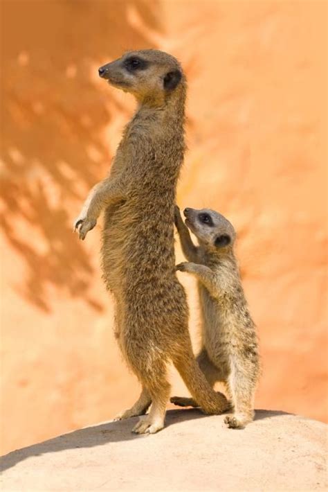 194 Best Meerkat Images On Pinterest Adorable Animals