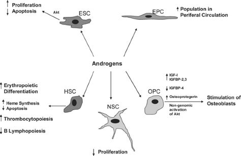 Sex Steroids And Stem Cell Function Molecular Medicine Full Text