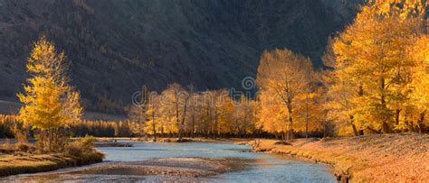 A Beautiful Autumn Mountain Landscape With Sunlit Poplars