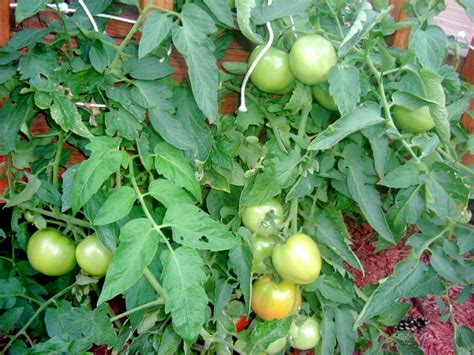 How To Rejuvenate Tomato Plants For A Late Summer Harvest Tomato