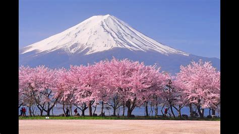 Beautiful Calm Japanese Relaxation Tranquil Music Cherry Blossom In