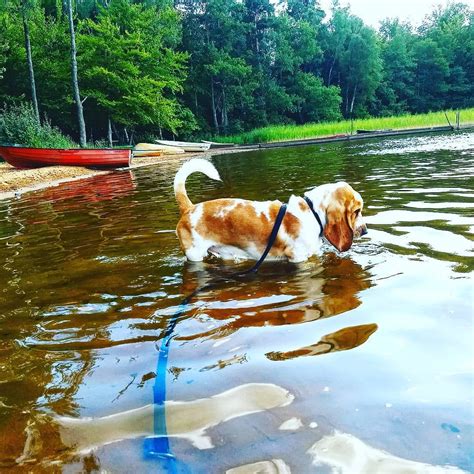 My First Swim Swipe For More Basset Hound Dog Ts Basset
