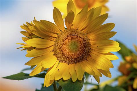 Sunflower Power Photograph By Lynn Hopwood Fine Art America