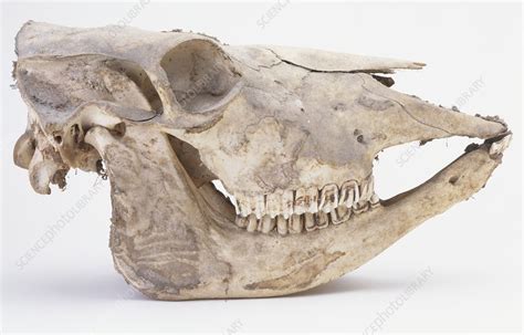 Ox Skull Stock Image C0198671 Science Photo Library
