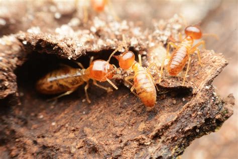 What Are Black Termites Localsearch
