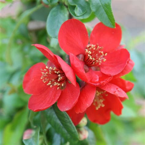 Borne on thorny, tangled leafless branches, they bloom in profusion for. Buy flowering quince Chaenomeles × superba Crimson and ...