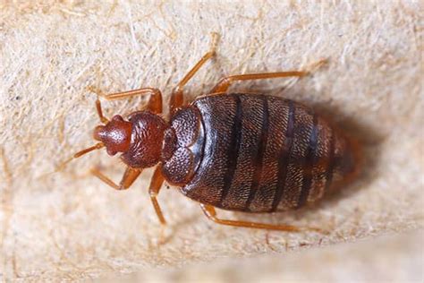 Getting Rid Of Bed Bugs In Your Home