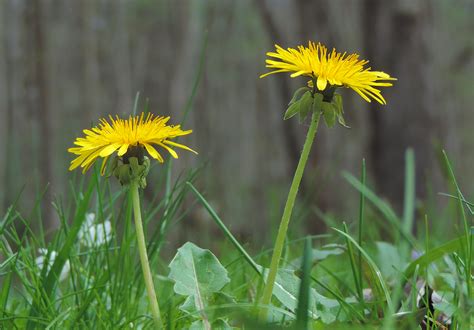 4 Convincing Reasons To Eat Dandelion Flowers Learn Your Land