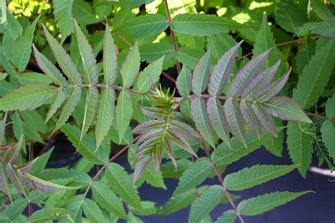 Staghorn Sumac Leaf — Ontario Native Plant Nursery Container Grown