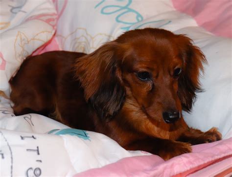 This lovable pup is currently searching for a good, loving home to call her own. Miniature Dachshund Puppies For Sale | Kinston, NC #292246