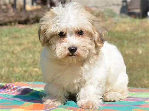 Havanese Puppies For Sale California Street Ca 287252