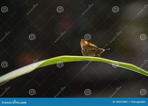 Butterflies Perch On Tridax Procumbens In A Flower Garden Royalty Free