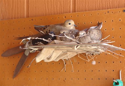 Doves lay one or two eggs. Desert Duets: Mourning Dove Babies Page