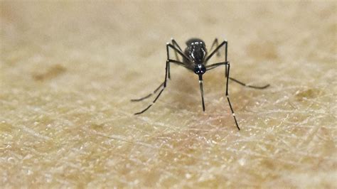 Zika Virus Infections Confound Florida Officials