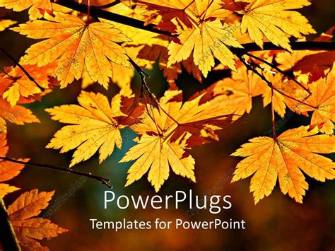 Powerpoint Template Yellow Maple Leaves On Branch Autumn 2370