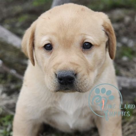 Labrador Retriever For Sale Golden Retriever Puppies Home Land Puppies