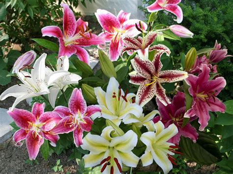 How To Grow And Care For Oriental Lilies World Of Flowering Plants