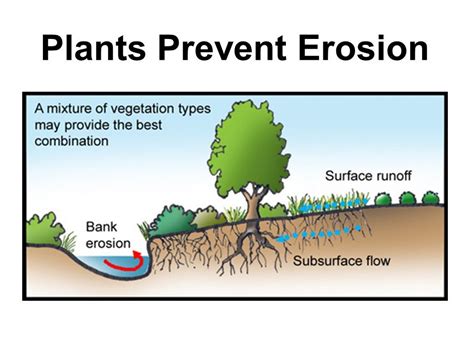 Plants Vs Erosion The Power Of Erosion Control Plants