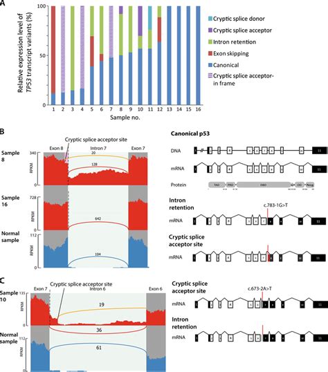 Transcript Variants In Tp Splice Mutated Colorectal Cancers A
