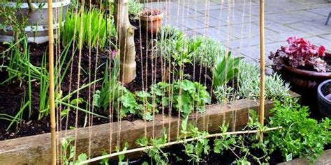 Cornell Cooperative Extension | Vertical Gardening
