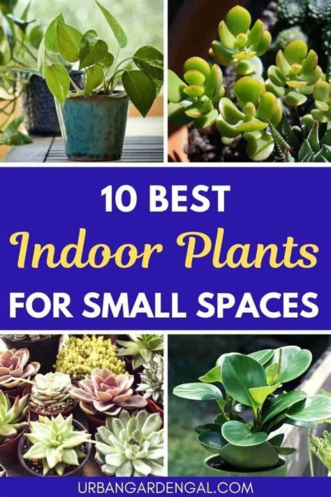 Indoor Shade Plants 15 Houseplants For Improving Indoor Air Quality