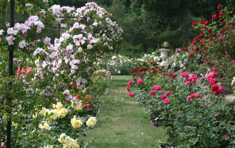 35 Amazing Backyard Rose Garden Ideas Seasonal Preferences