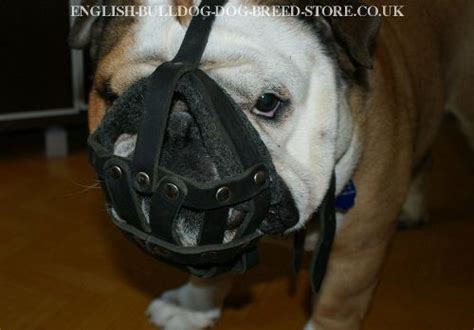 British bulldog is a online store that offers equipment for english bulldogs. Leather Dog Muzzle with Super Ventilation for English Bulldog