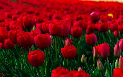 Your flowers stock images are ready. World's Top 100 Beautiful Flowers Images Wallpaper Photos ...