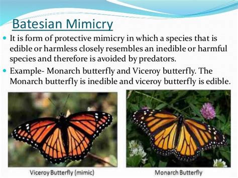 Mimicry Evolutionary Biology