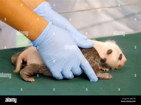 An Expert Examines The Female Baby Panda Born By Giant Panda Ting Ting