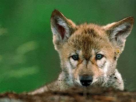 Habitat it once inhabited most all of europe and asia. European Wolf Pup | Wolf pup, Wolf, Animals