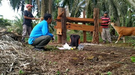 Minum segelas *air suam* sewaktu hendak tidur untuk mengelakkan pembekuan darah pada waktu malam ( sewaktu tidur ) dengan cara itu juga dapat mengelakkan dari serangan jantung. Terapi pada sapi bali, pelayanan paramedis marwansyah ...