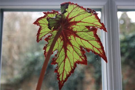 Continue reading for some suggestions on red leafed plants that will add that pow to your garden. Houseplants are back.