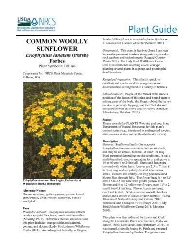 Common Wooly Sunflower Plant Guide Usda Plants Database