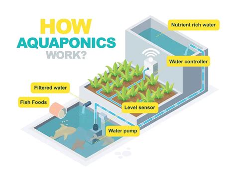 What Are Some Pros And Cons Of Aquaponics Green Garden Tribe