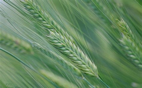 Spike Nature Field Summer Macro Wheat Wallpapers Hd Desktop And