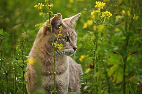 Free Picture Nature Cat Animal Feline Fur Pet Whiskers Grass
