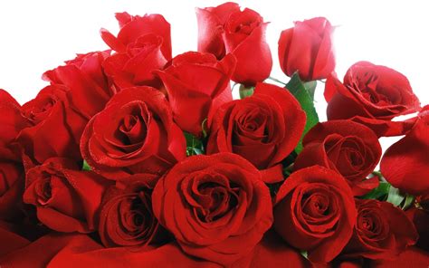 Lovely Red Roses Wallpapers Hd Wallpapers Id 5755