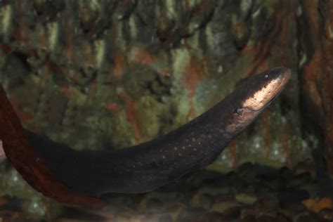 Freshwater Eel Families Species Care And More Aquariadise
