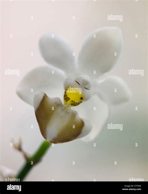 Orchid Cultivar Orchid White Stock Photo Alamy