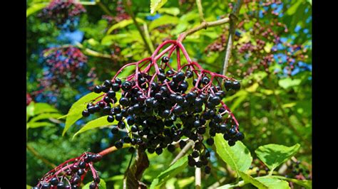 Identifying Elderberry In The Wild