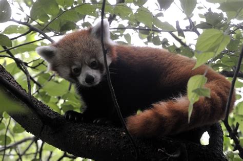 Red Panda Gives Birth To Healthy Cubs At Toronto Zoo Toronto
