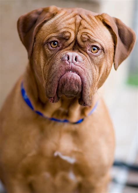 Wags Up French Mastiff Bordeaux