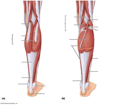 Muscles Of The Posterior Compartment Of The Right Leg Diagram Quizlet